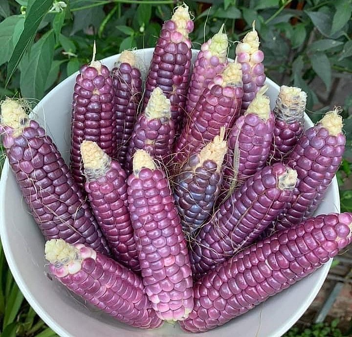 Giống ngô tím tí hon này không chỉ lạ mắt mà hương vị cũng rất thơm ngon.