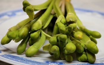Rau mọc hoang xưa nhổ vứt đi không xuể, nay thành đặc sản được săn lùng