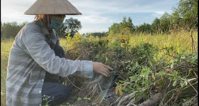 Hoàng Ngọc Global đã liên kết với hơn chục hộ dân trồng sâm Bố Chính trên diện tích 5ha, và đang mở rộng diện tích lên 20 - 30ha Hoàng Ngọc Global đã liên kết với hơn chục hộ dân trồng sâm Bố Chính trên diện tích 5ha, và đang mở rộng diện tích lên 20 - 30ha