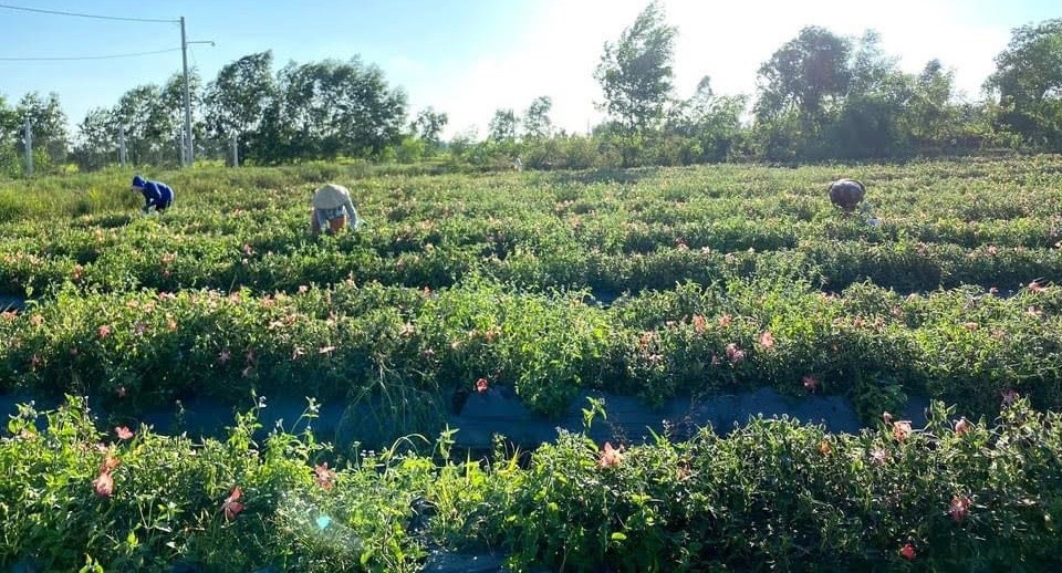 Khu vườn rộng 5 ha của chị Ngọc Bích Khu vườn rộng 5 ha của chị Ngọc Bích