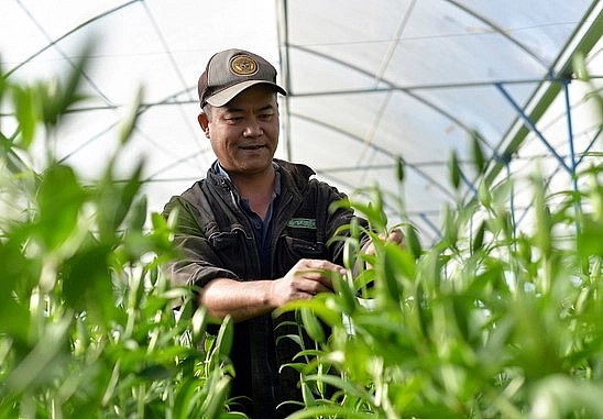 Dự kiến, lượng hoa Tết năm nay của Đà Lạt khoảng gần 200 triệu cành, tăng 12 - 15% so với cùng kỳ năm trước. Ảnh: Minh Hậu.