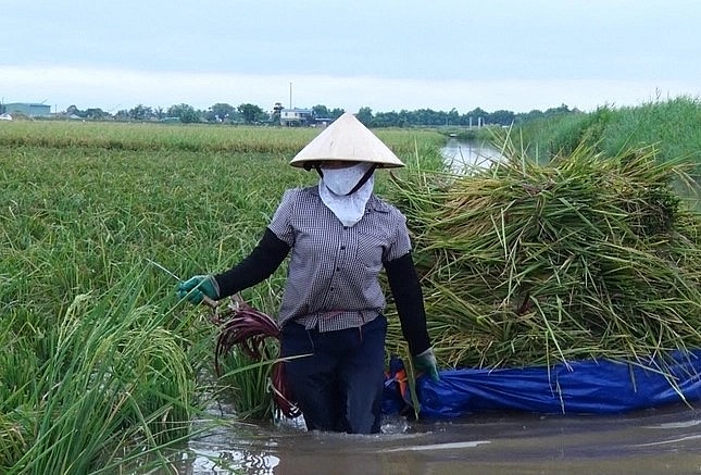 Số lượng cánh đồng lớn, đủ tiêu chuẩn và quy mô để triển khai mô hình lúa rươi tại địa phương chỉ đếm được trên đầu ngón tay. Ảnh: Đinh Mười. Số lượng cánh đồng lớn, đủ tiêu chuẩn và quy mô để triển khai mô hình lúa rươi tại địa phương chỉ đếm được trên đầu ngón tay. Ảnh: Đinh Mười.