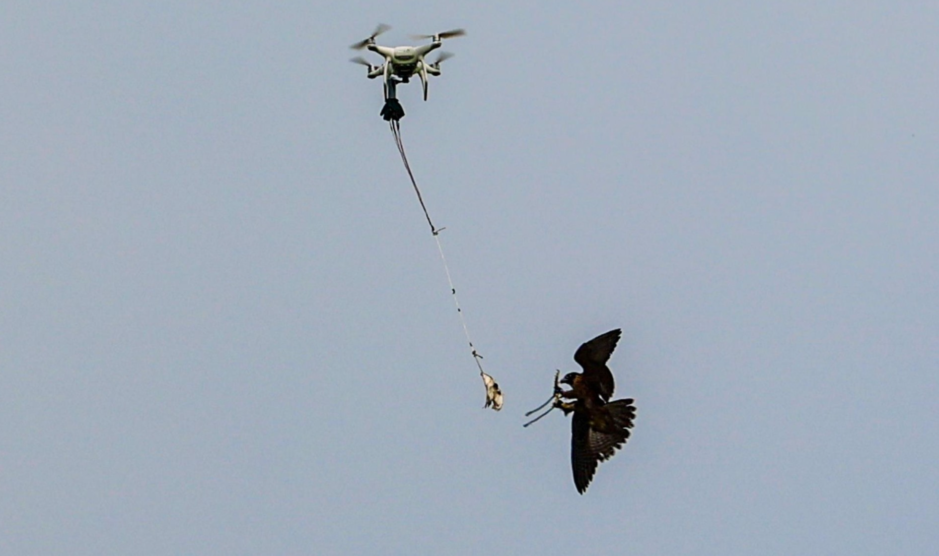 chim săn mồi có đặc tính thông minh nhưng cũng rất bạc