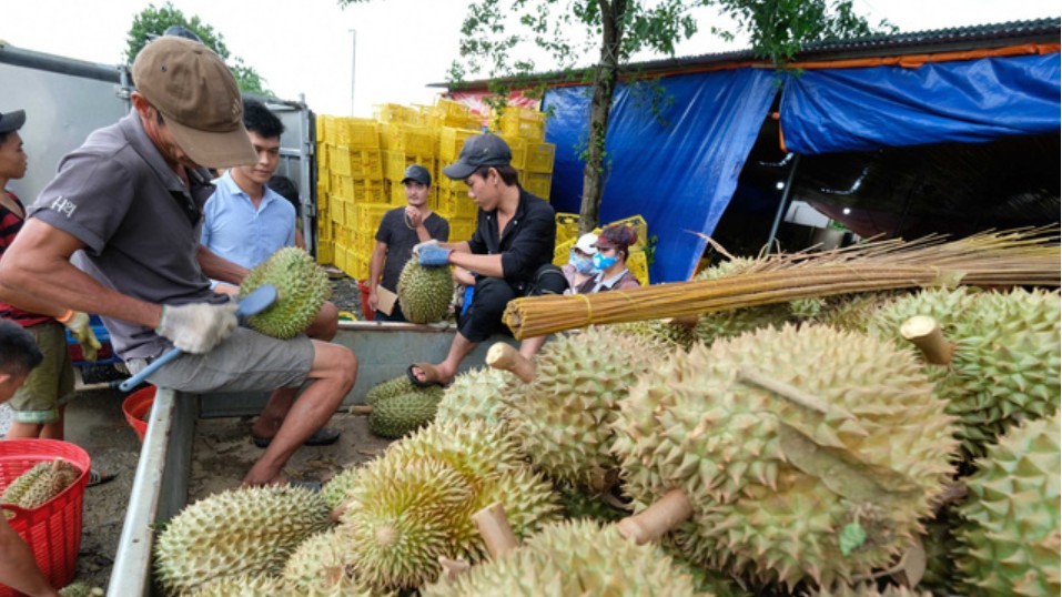 Xuất khẩu rau quả sang Trung Quốc bật tăng mạnh