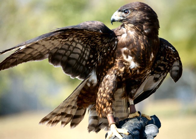 Phần mỏ cong, sắc nhọn và rất chắc khỏe