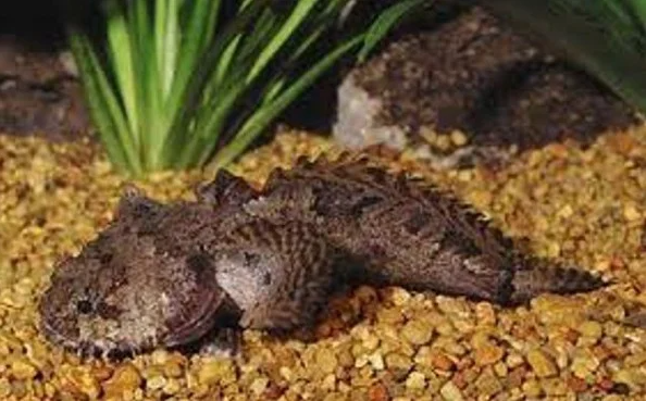 Loại cá kỳ dị xấu xí, xưa không ai ăn nay là đặc sản hiếm có giá 630.000 đồng/kg