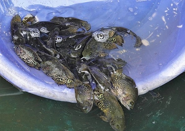 Cá tai tượng da beo được anh Thức bán với giá từ 3.000 đến 30.000 đồng/con, tùy kích cỡ độ lên màu (Ảnh: Bảo Kỳ).