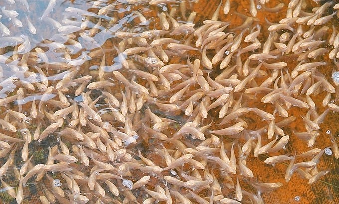 Cá tai tượng da beo nuôi 4 tháng, lớn cỡ bàn tay thì xuất bán (Ảnh: Bảo Kỳ).