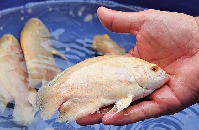 Cá tai tượng da beo có thể đạt chiều dài 40cm, có màu vàng, đen (Ảnh: Bảo Kỳ).