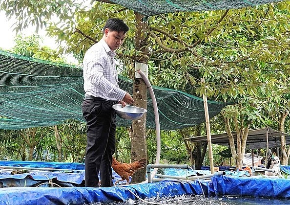 Thức ăn của cá tai tượng da beo chủ yếu là thức ăn công nghiệp (Ảnh: Bảo Kỳ).