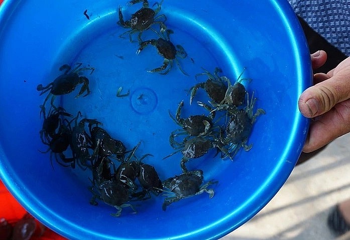 Cua 45 ngày tuổi có giá 6 nghìn đồng mỗi con (Ảnh: Nguyễn Cường).