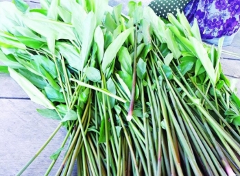 Cây dại tưởng là thứ bỏ đi lại là đặc sản ngon nức tiếng một vùng