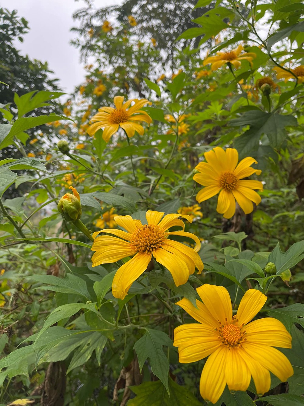 Tháng 11 hàng năm, hoa dã quỳ nở vàng rực một góc vườn