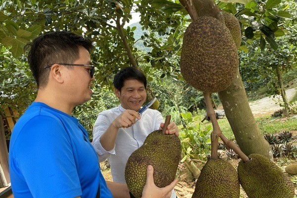 Trang trại của Việt Hoàn có hàng chục cây mít, quanh năm ra trái. Mỗi ngày đến phòng tập để chuẩn bị cho liveshow \'Dòng sông đa tình\', anh đều mang theo một trái mít để \'hối lộ\' nhạc sĩ, giám đốc âm nhạc Lưu Hà An. Những người bạn từ thành phố đến chơi cũng thường được anh tặng mít mang về làm quà