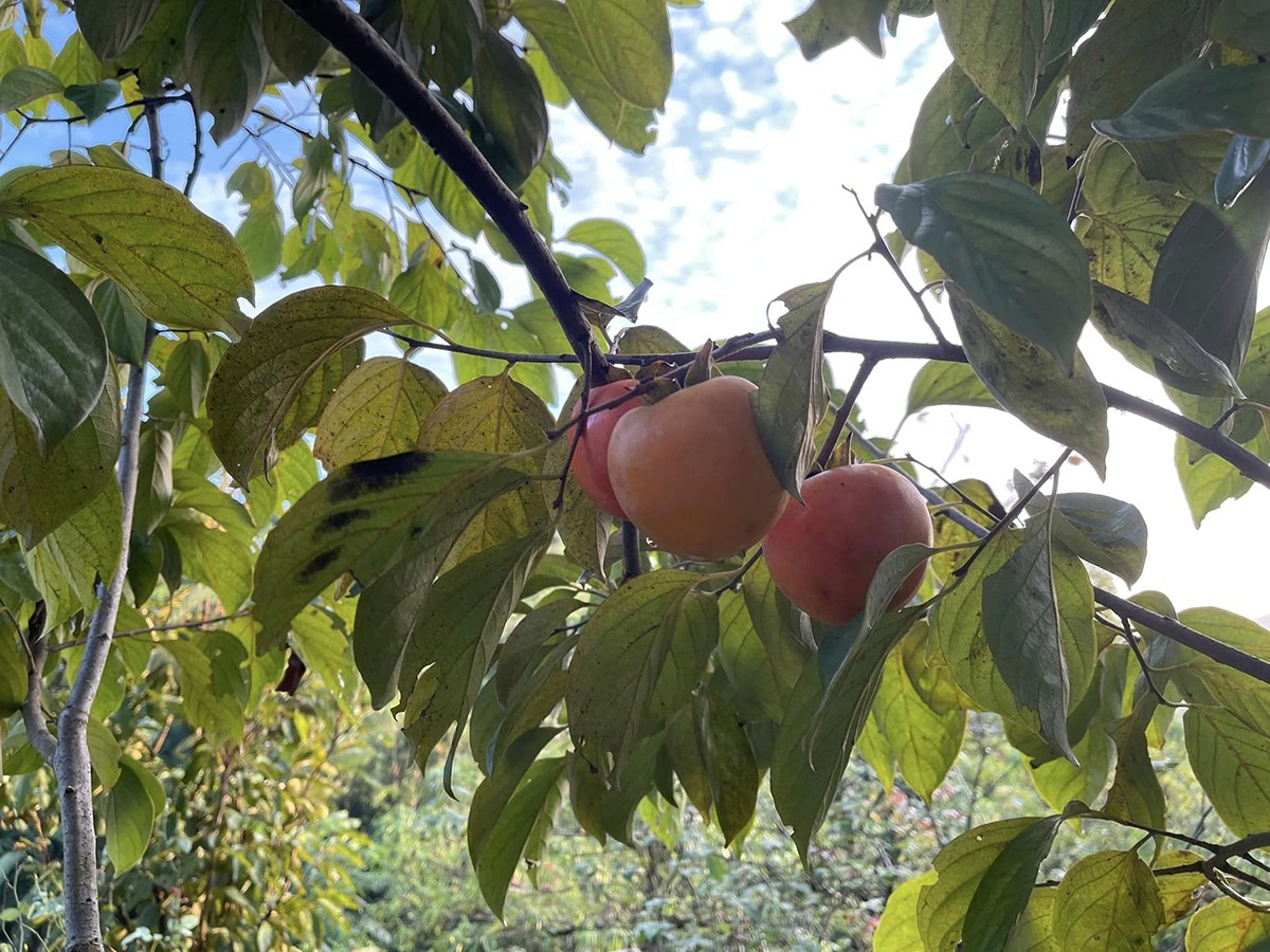 Đầu mùa đông, một góc vườn nhà Việt Hoàn đỏ rực màu hồng chín. Nam ca sĩ nói thổ nhưỡng tốt, khí hậu trong lành giúp cây trái trong vườn nhà anh phát triển rất nhanh