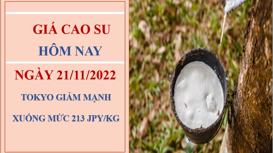 Giá cao su hôm nay 21/11/2022: Lao dốc toàn thị trường châu Á