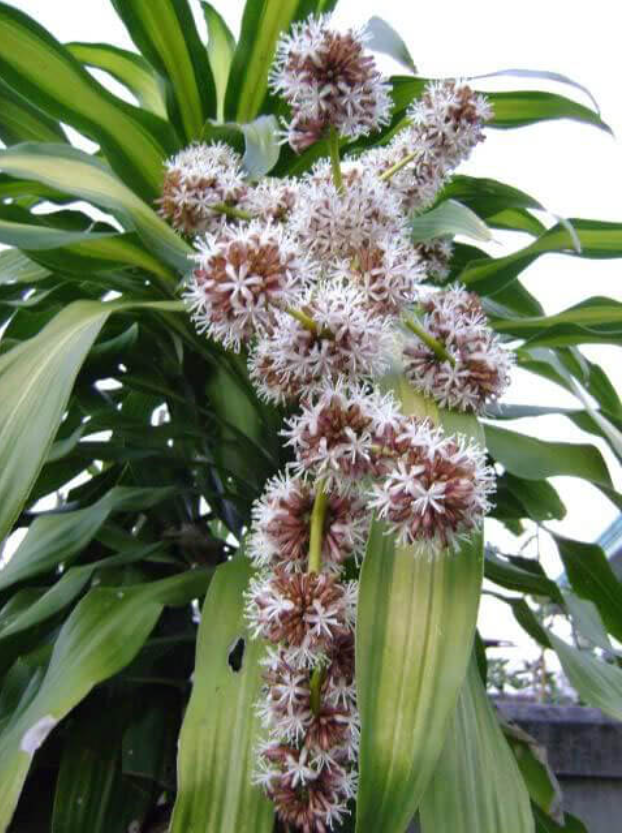 5 loại cây cảnh mang tài lộc cho gia chủ dịp tết