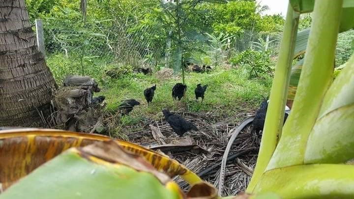 Gà đang đi ăn trong khu vườn tại quận Cái Răng, TP.Cần Thơ