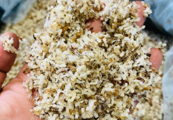 Kỳ lạ loại trứng bé xíu như đầu tăm, giá 450.000 đồng/kg có tiền cũng khó mua Kỳ lạ loại trứng bé xíu như đầu tăm, giá 450.000 đồng/kg có tiền cũng khó mua