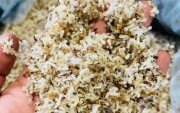 Kỳ lạ trứng bé như đầu tăm thành đặc sản, giá 450.000 đồng/kg có tiền cũng khó mua