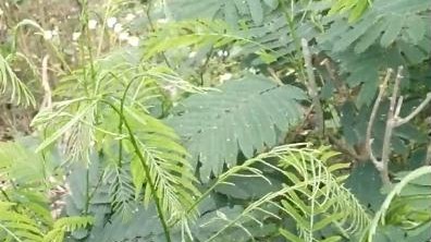 Loại rau thối bốc mùi khó chịu, nay thành đặc sản giá đắt vẫn luôn cháy hàng