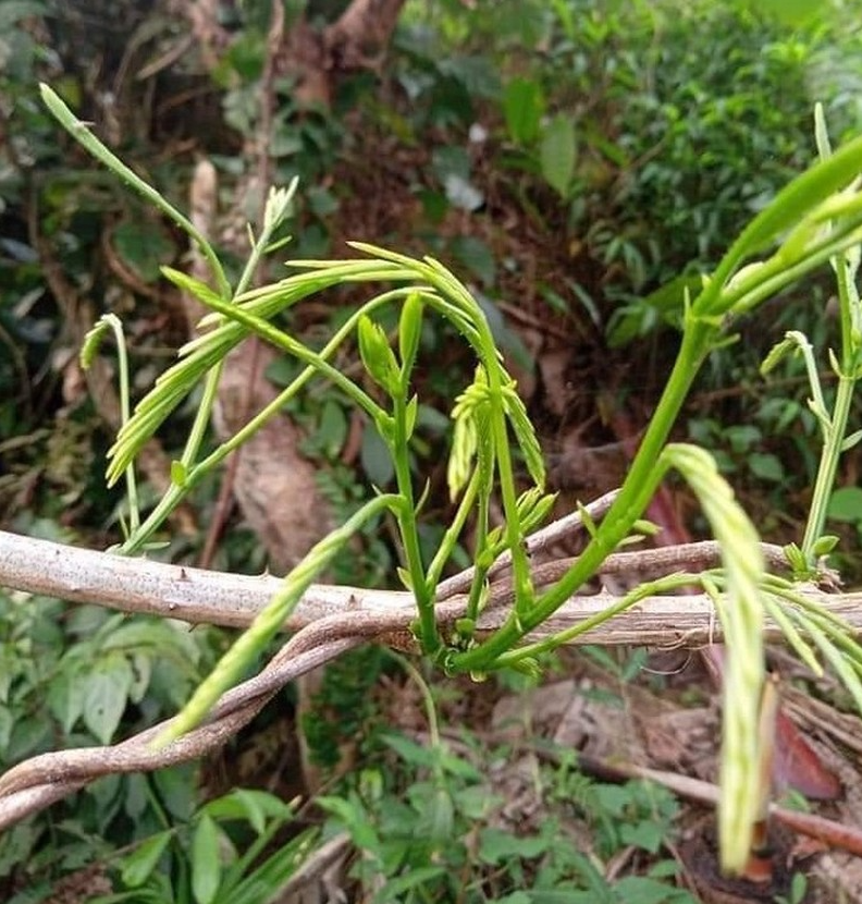 Loại rau thối bốc mùi khó chịu, nay thành đặc sản giá đắt vẫn luôn cháy hàng