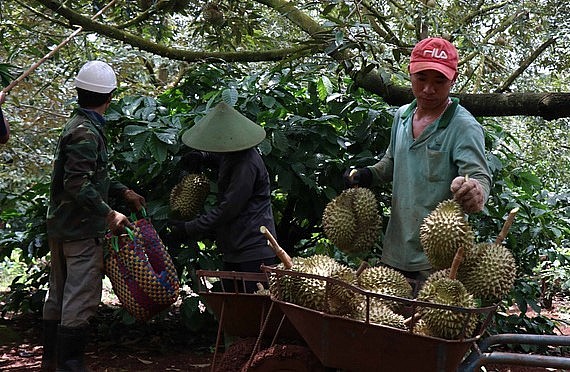 Nông dân huyện Krông Pắk, tỉnh Đắk Lắk thu hoạch sầu riêng. (Ảnh: TTXVN) Nông dân huyện Krông Pắk, tỉnh Đắk Lắk thu hoạch sầu riêng. (Ảnh: TTXVN)