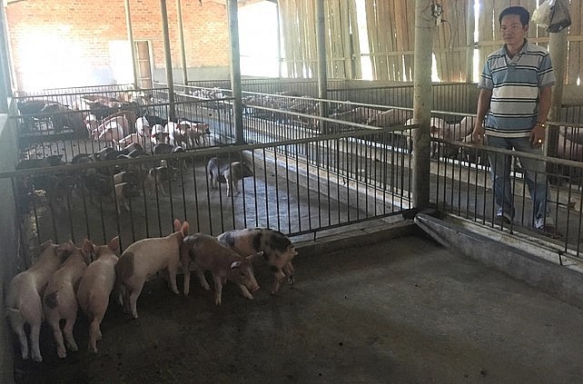 Bình Định đang phát triển mạnh đàn heo. Bình Định đang phát triển mạnh đàn heo.