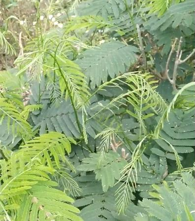 Loại rau thối bốc mùi khó chịu, nay thành đặc sản giá đắt vẫn luôn cháy hàng