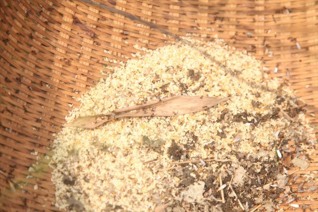 Những quả trứng kiến trở thành đặc sản Những quả trứng kiến trở thành đặc sản