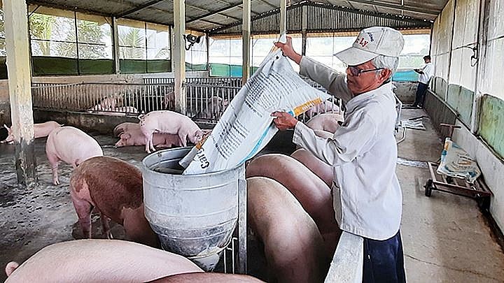 Giá heo hơi liên tục giảm khiến người chăn nuôi thua lỗ, nhii