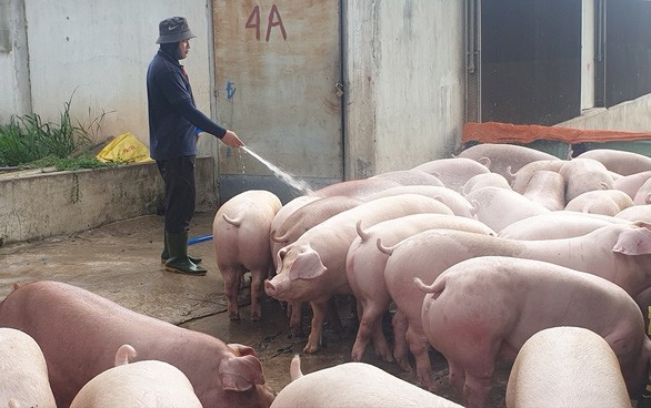 đảm bảo thu nhập cho người chăn nuôi