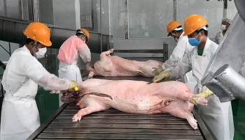 Giá heo sẽ tăng sau chỉ đạo của Phó Thủ tướng về vấn đề xuất khẩu thịt heo