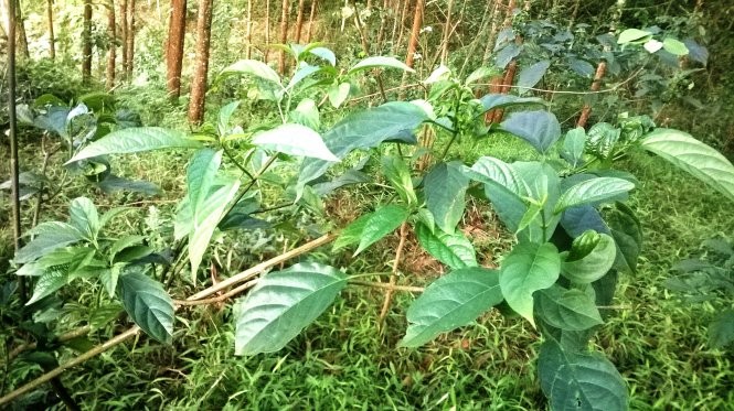 Rau dại nhăn nhẳn đắng mà “gây nghiện”