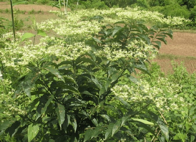 rau đắng cảy ra hoa