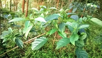 Rau dại nghe tên đã thấy đắng mà “gây nghiện”, đặc sản chỉ khách quý mới được ăn