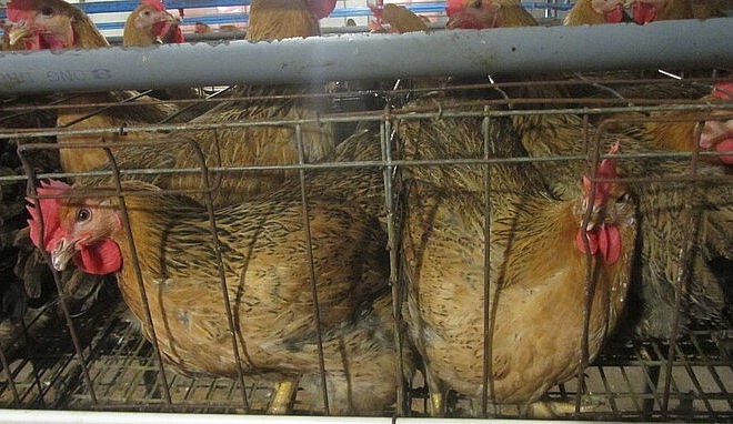 trang trại khép kín, chăn nuôi theo hướng công nghệ cao