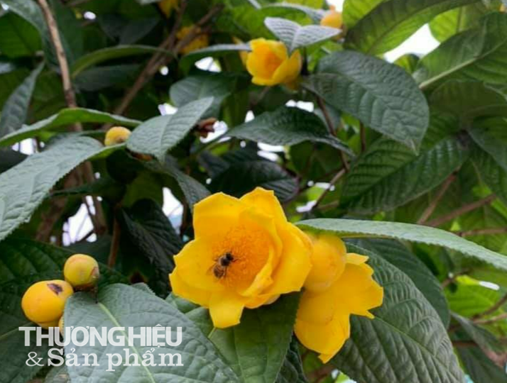 Loại trà quý, giá khủng, ức chế được tế bào ung thư đã bén rễ ở Đắk Nông