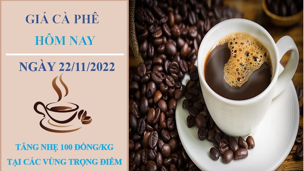Giá cà phê hôm nay 22/11/2022: Đảo chiều tăng nhẹ 100 đồng/kg