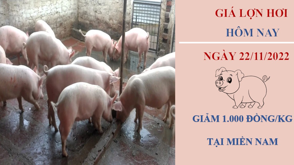 Giá heo hơi hôm nay 22/11/2022: Biến động trái chiệu tại ba miền