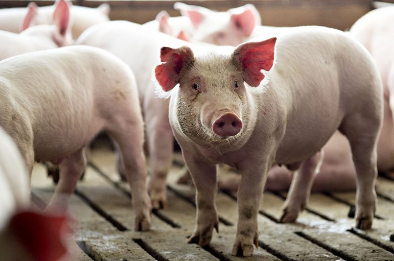 Giá heo hơi hôm nay 22/11 có những biến động trái chiều ở các địa phương. Giá heo hơi hôm nay 22/11 có những biến động trái chiều ở các địa phương.