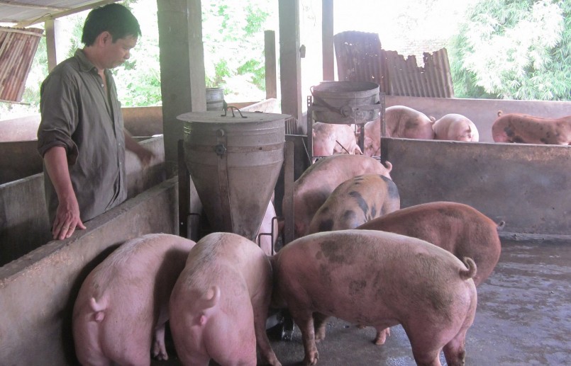 Người chăn nuôi chờ đợi quyết định của Bộ, ngành liên quan về việc xuất khẩu heo sau chỉ đạo của Phó Thủ tướng Chính phủ. Người chăn nuôi chờ đợi quyết định của Bộ, ngành liên quan về việc xuất khẩu heo sau chỉ đạo của Phó Thủ tướng Chính phủ.