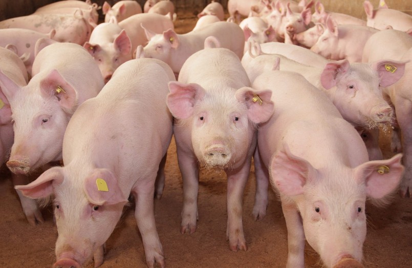 Giá heo tăng giảm thất thường, có nơi tăng tới 4.000 đồng/kg. Giá heo tăng giảm thất thường, có nơi tăng tới 4.000 đồng/kg.