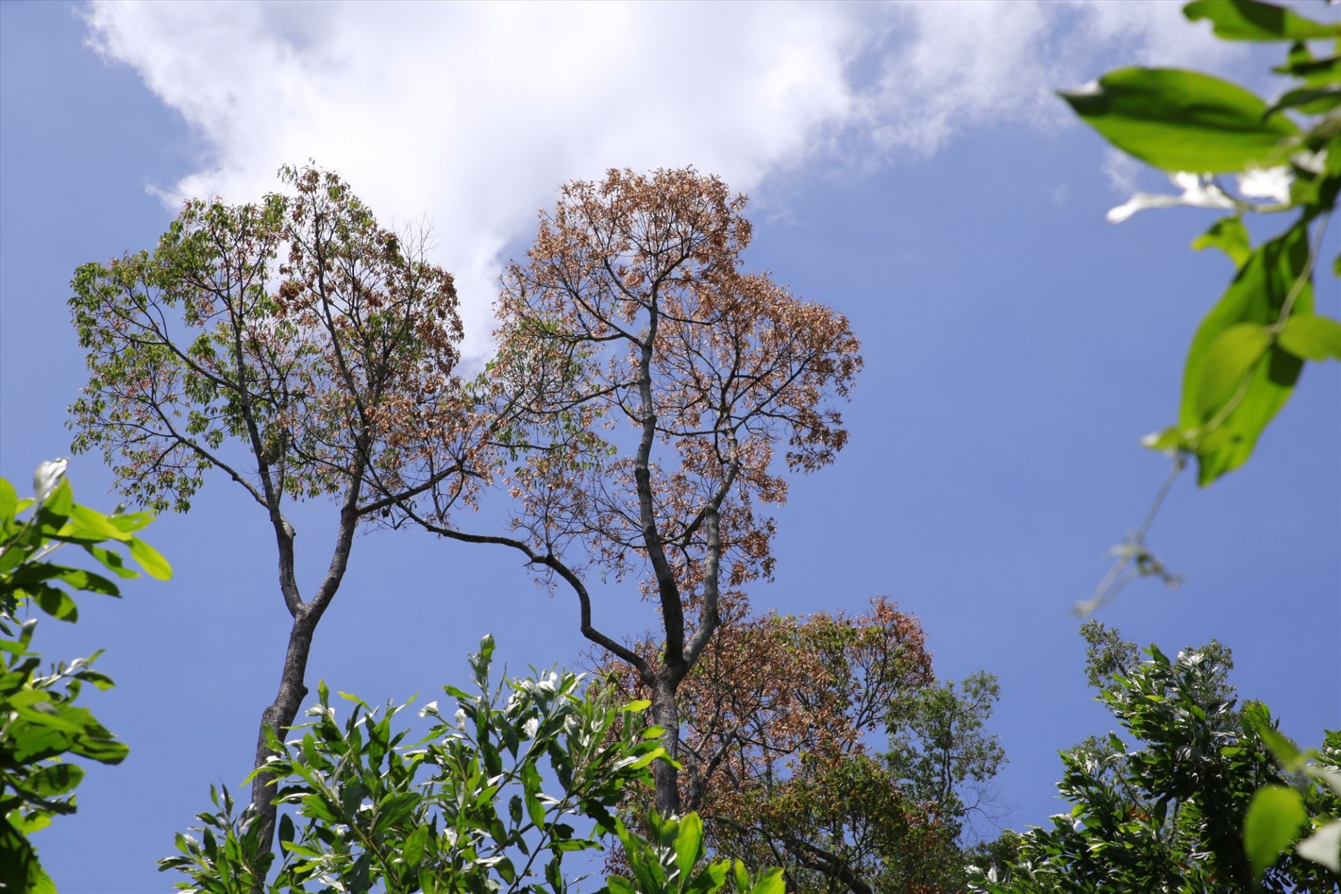 Cây ươi giữa núi rừng Cây ươi giữa núi rừng