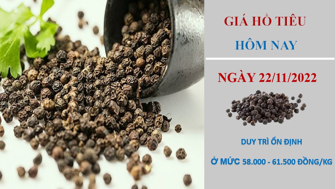 Giá hồ tiêu hôm nay 22/11/2022: Xuất khẩu khởi sắc trở lại, nhưng chưa được như kỳ vọng