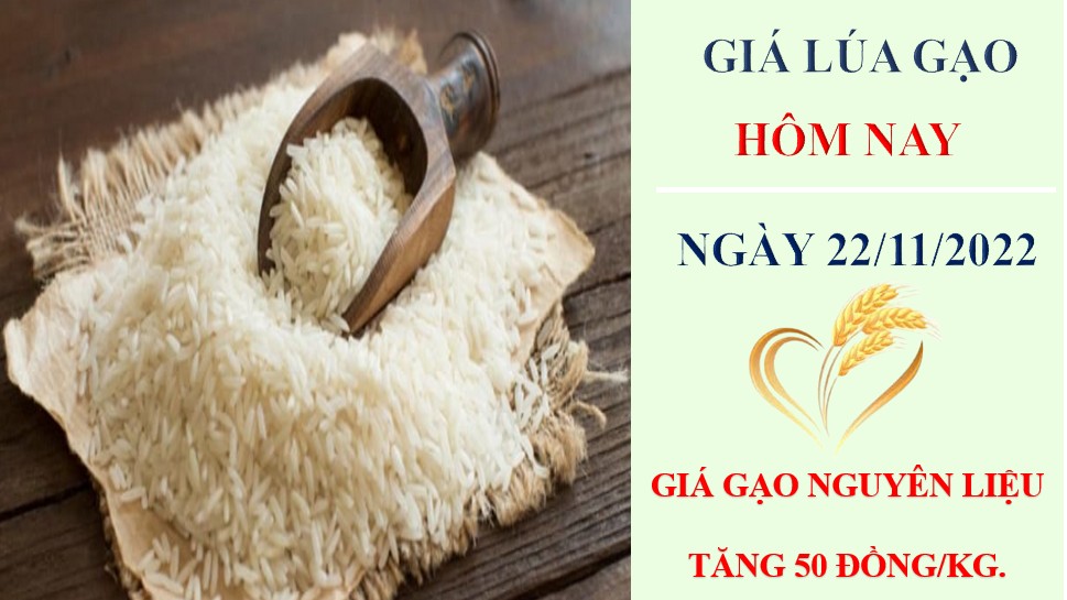 Giá lúa gạo hôm nay 22/11/2022: Giá gạo nguyên liệu tăng trở lại