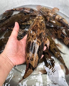 ‘Vua cá nước ngọt’ nhìn thì chê, ăn là mê, giá cực gắt nửa triệu đồng/kg