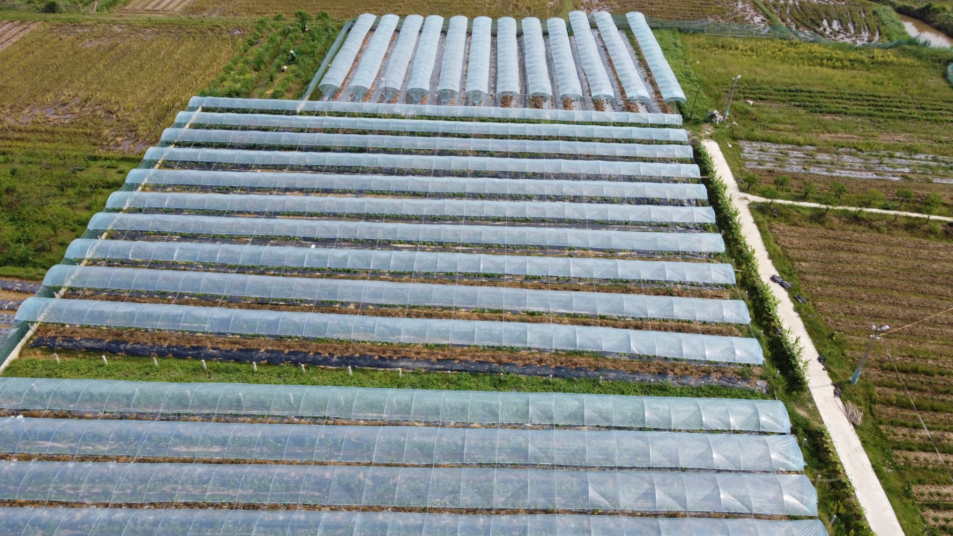 Vườn nho tiền tỉ của anh Tuấn