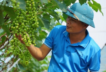 Anh Bí thư xã liều mình “đổ” 2 tỷ vào nho, cú liều này liệu có “ăn nhiều”