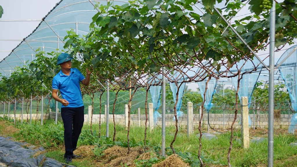 Người tiên phong trồng nho sữa  trong khởi nghiệp